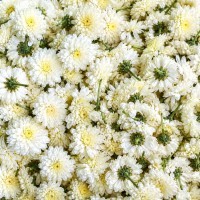 Pooja Flowers - White Chrysanthemum 